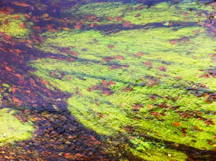 Monet 1 Large