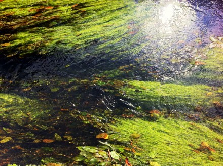 Monet 13 Large