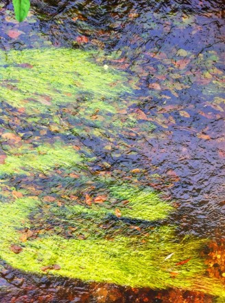 Monet 21 Large