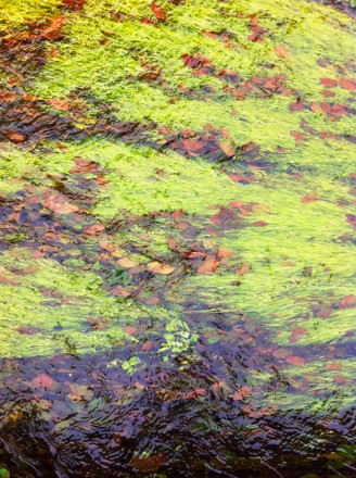 Monet 22 Large