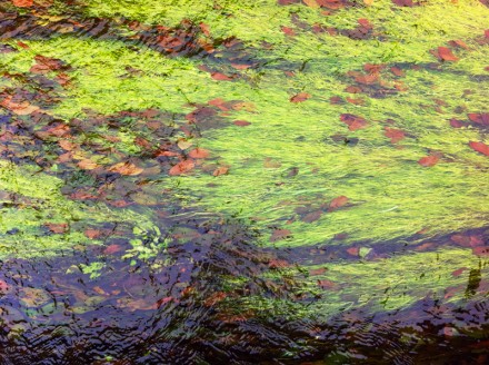 Monet 3 Large
