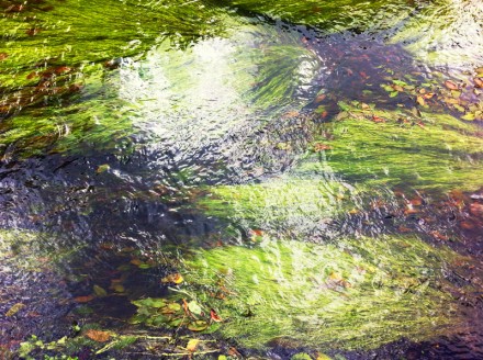 Monet 8 Large