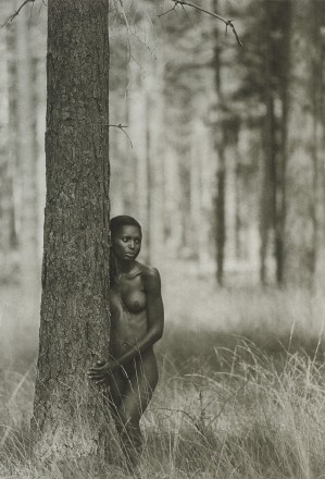 Sovereign of the Trees 1