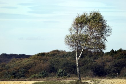The Birch's Summer