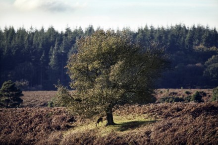 Upon Finding A Solitary Tree